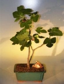 Brown Turkey Fig Bonsai Tree For Sale (ficus carica)