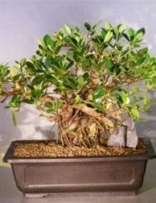 Green Emerald Ficus Bonsai Tree For Sale #1 (ficus microcarpa)