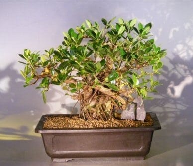 Green Emerald Ficus Bonsai Tree For Sale #1 (ficus microcarpa)