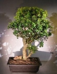 Baby Jade Bonsai Tree For Sale #3 (Portulacaria Afra)