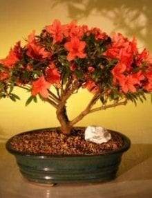 Flowering Red Azalea Bonsai Tree For Sale ('Hino Crimson' (Kurume)