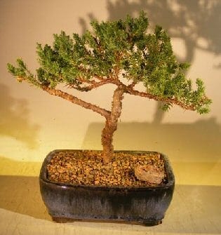Juniper Bonsai Tree For Sale #61 - Trained (juniper procumbens 'nana')