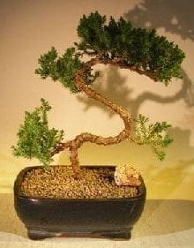 Juniper Bonsai Tree For Sale #62 - Trained (juniper procumbens 'nana')