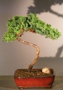 Juniper Bonsai Tree For Sale #32 - Trained (juniper procumbens nana)