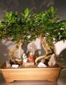 Oriental Ficus Bonsai Tree For Sale Stone Landscape Forest Group (ficus benjamina 'orientalis')