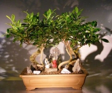 Oriental Ficus Bonsai Tree For Sale Stone Landscape Forest Group (ficus benjamina 'orientalis')