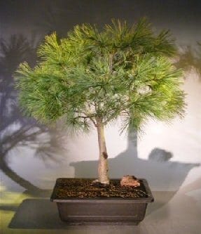Dwarf Swiss Stone Pine Bonsai Tree For Sale (pinus cembra 'pygmaea')