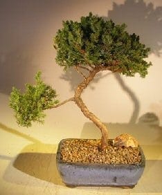 Juniper Bonsai Tree For Sale #36 - Trained (juniper procumbens nana)