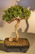 Juniper Bonsai Tree For Sale #1 - Trained (juniper procumbens nana)