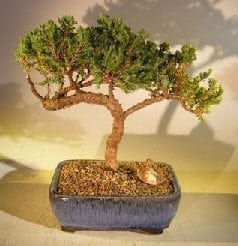 Juniper Bonsai Tree For Sale #37 - Trained (juniper procumbens nana)
