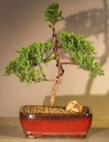 Juniper Bonsai Tree For Sale #34 - Trained (juniper procumbens nana)