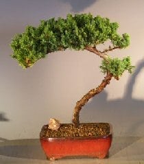 Juniper Bonsai Tree For Sale #17 - Trained (juniper procumbens nana)