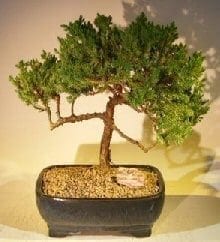 Juniper Bonsai Tree For Sale #56 - Trained (juniper procumbens nana)