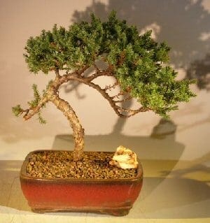 Juniper Bonsai Tree For Sale #38 - Trained (juniper procumbens nana)