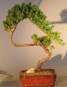 Juniper Bonsai Tree For Sale #3 - Trained (juniper procumbens nana)