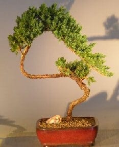 Juniper Bonsai Tree For Sale #3 - Trained (juniper procumbens nana)