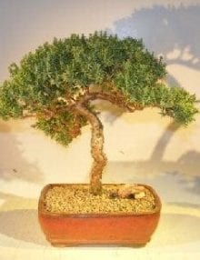 Juniper Bonsai Tree For Sale #4 - Trained (juniper procumbens nana)