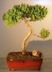 Juniper Bonsai Tree For Sale #29 - Trained (juniper procumbens nana)