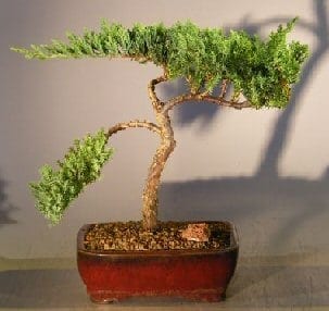 Juniper Bonsai Tree For Sale #5 - Trained (juniper procumbens nana)