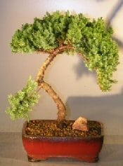 Juniper Bonsai Tree For Sale #28 - Trained (juniper procumbens nana)