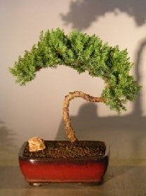 Juniper Bonsai Tree For Sale #26 - Trained (juniper procumbens nana)
