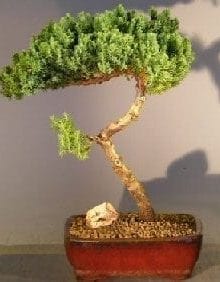 Juniper Bonsai Tree For Sale #6 - Trained (juniper procumbens nana)