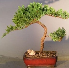 Juniper Bonsai Tree For Sale #7  - Trained (juniper procumbens nana)