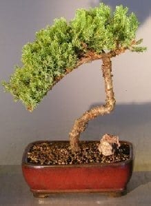Juniper Bonsai Tree For Sale #8 - Trained (juniper procumbens nana)