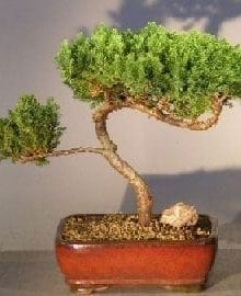 Juniper Bonsai Tree For Sale #9 - Trained (juniper procumbens nana)