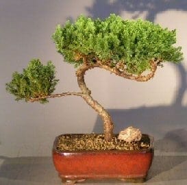 Juniper Bonsai Tree For Sale #9 - Trained (juniper procumbens nana)