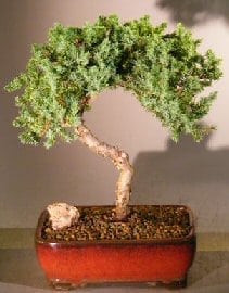 Juniper Bonsai Tree For Sale #30 - Trained (juniper procumbens nana)