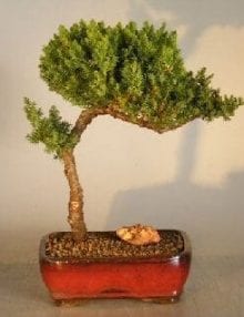 Juniper Bonsai Tree For Sale #10 - Trained (juniper procumbens nana)
