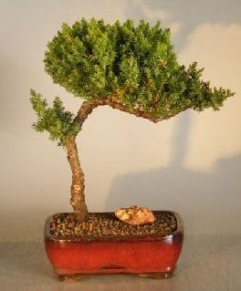 Juniper Bonsai Tree For Sale #10 - Trained (juniper procumbens nana)