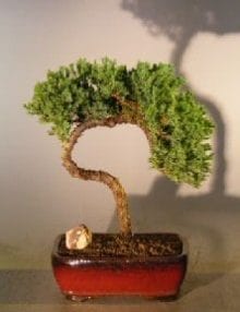 Juniper Bonsai Tree For Sale #27 - Trained (juniper procumbens nana)