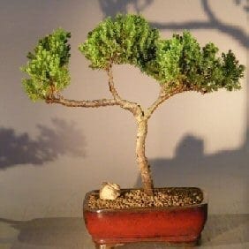 Juniper Bonsai Tree For Sale #11 - Trained (juniper procumbens nana)