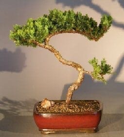 Juniper Bonsai Tree For Sale #12 - Trained (juniper procumbens nana)