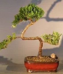 Juniper Bonsai Tree For Sale #13 - Trained (juniper procumbens nana)