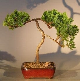 Juniper Bonsai Tree For Sale #35 - Trained (juniper procumbens nana)