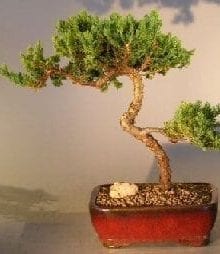 Juniper Bonsai Tree For Sale #14 - Trained (juniper procumbens nana)