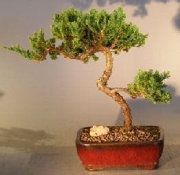 Juniper Bonsai Tree For Sale #14 - Trained (juniper procumbens nana)