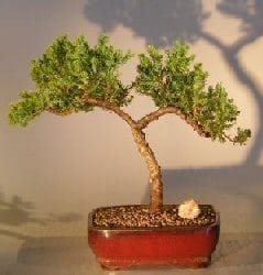 Juniper Bonsai Tree For Sale #15 - Trained (juniper procumbens nana)
