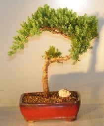 Juniper Bonsai Tree For Sale #16 - Trained (juniper procumbens nana)