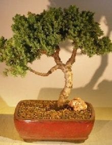 Juniper Bonsai Tree For Sale #39 - Trained (juniper procumbens nana)