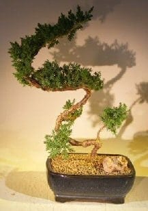 Juniper Bonsai Tree For Sale #53 - Trained (juniper procumbens nana)