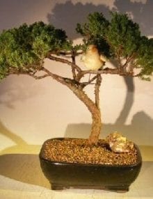 Juniper Bonsai Tree For Sale - Trained with Bird (juniper procumbens nana)