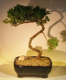 Juniper Bonsai Tree For Sale #54 - Trained (juniper procumbens nana)