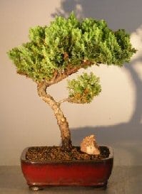 Juniper Bonsai Tree For Sale #18 - Trained (juniper procumbens nana)