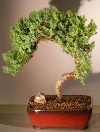 Juniper Bonsai Tree For Sale #31 - Trained (juniper procumbens nana)