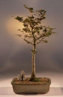 Copper Beech Bonsai Tree For Sale (fagus sylvatica 'purpurea')