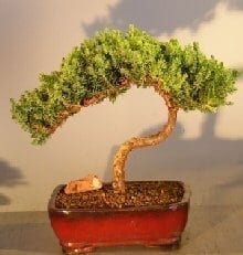 Juniper Bonsai Tree For Sale #20 - Trained (juniper procumbens nana)